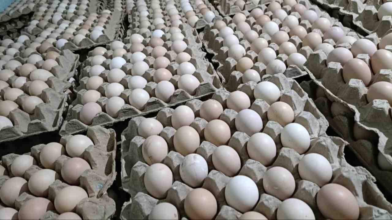 Eggs