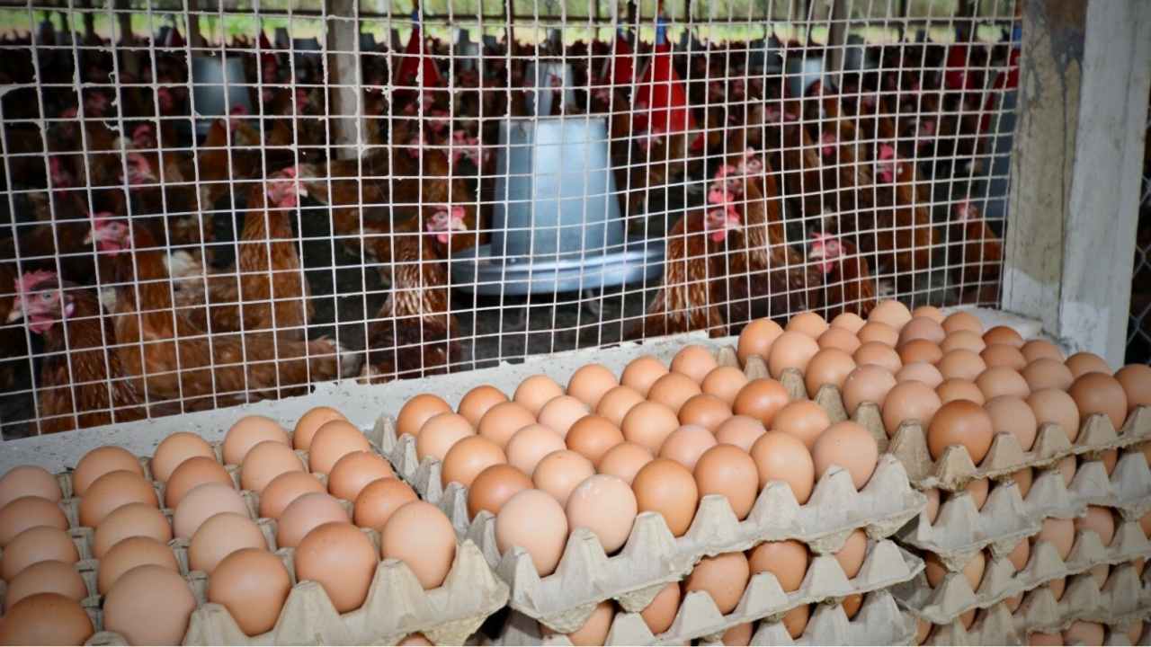 Eggs at Rs. 2 in Jalpaiguri