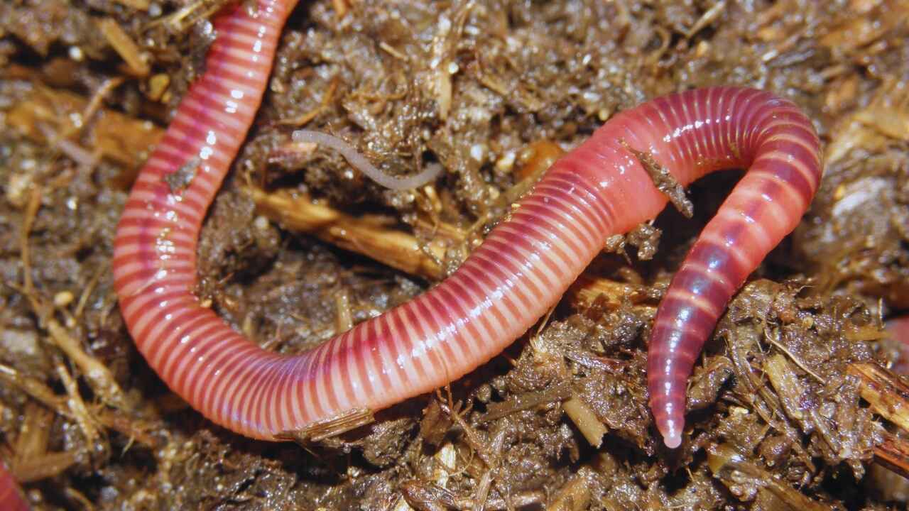 Get Rid Of Earthworms