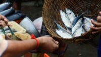 Hilsa