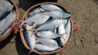Hilsa Fish
