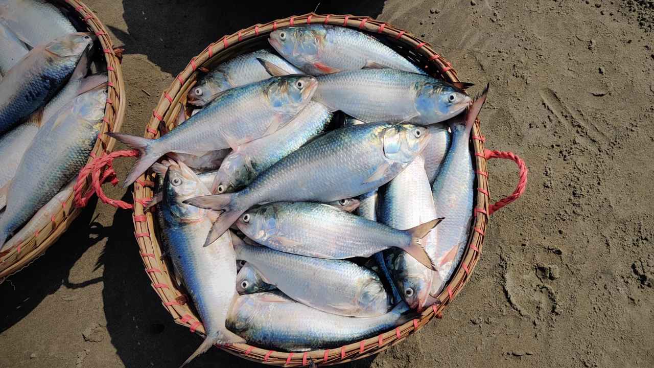 Hilsa Fish