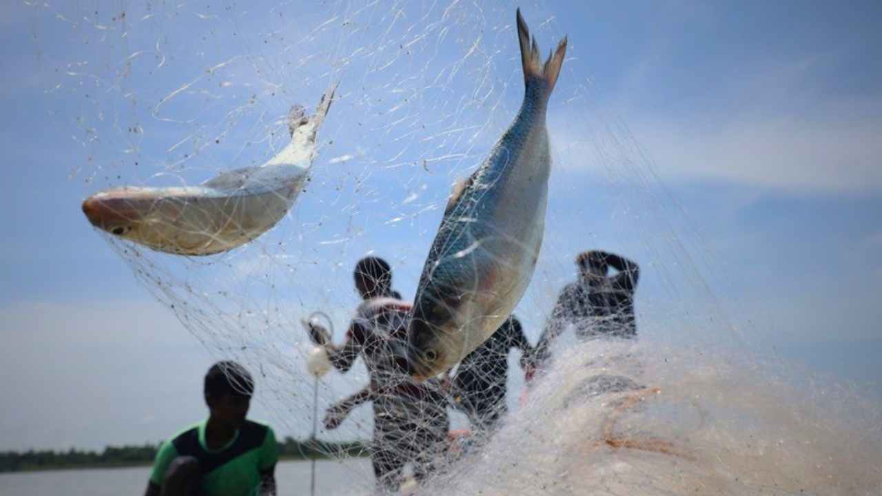 Ilish Fish
