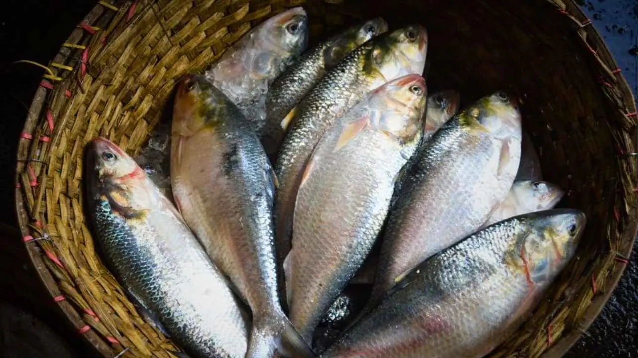 Ilish Fish