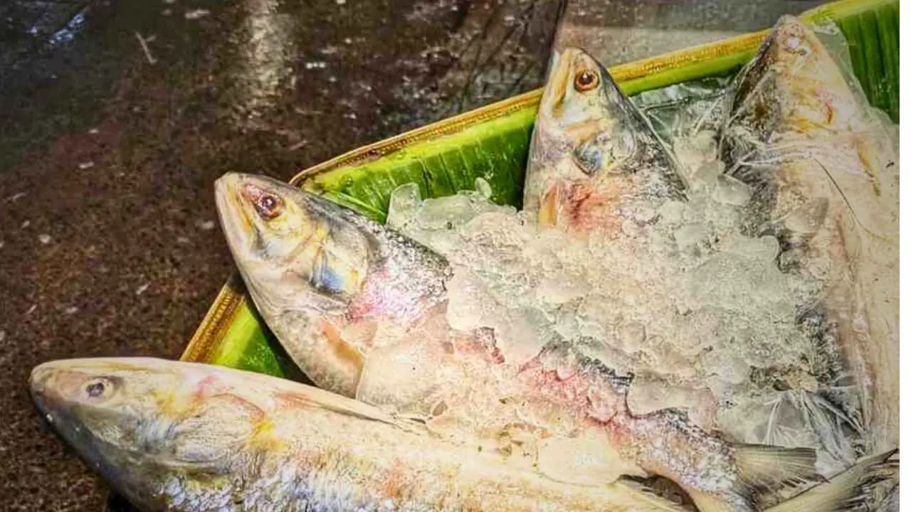 Ilish Imported from Myanmar