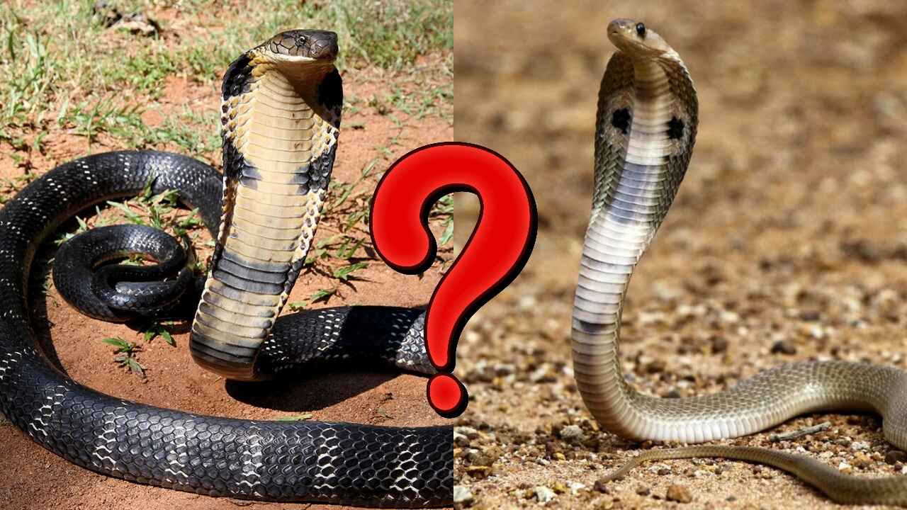 King Cobra And Indian Cobra