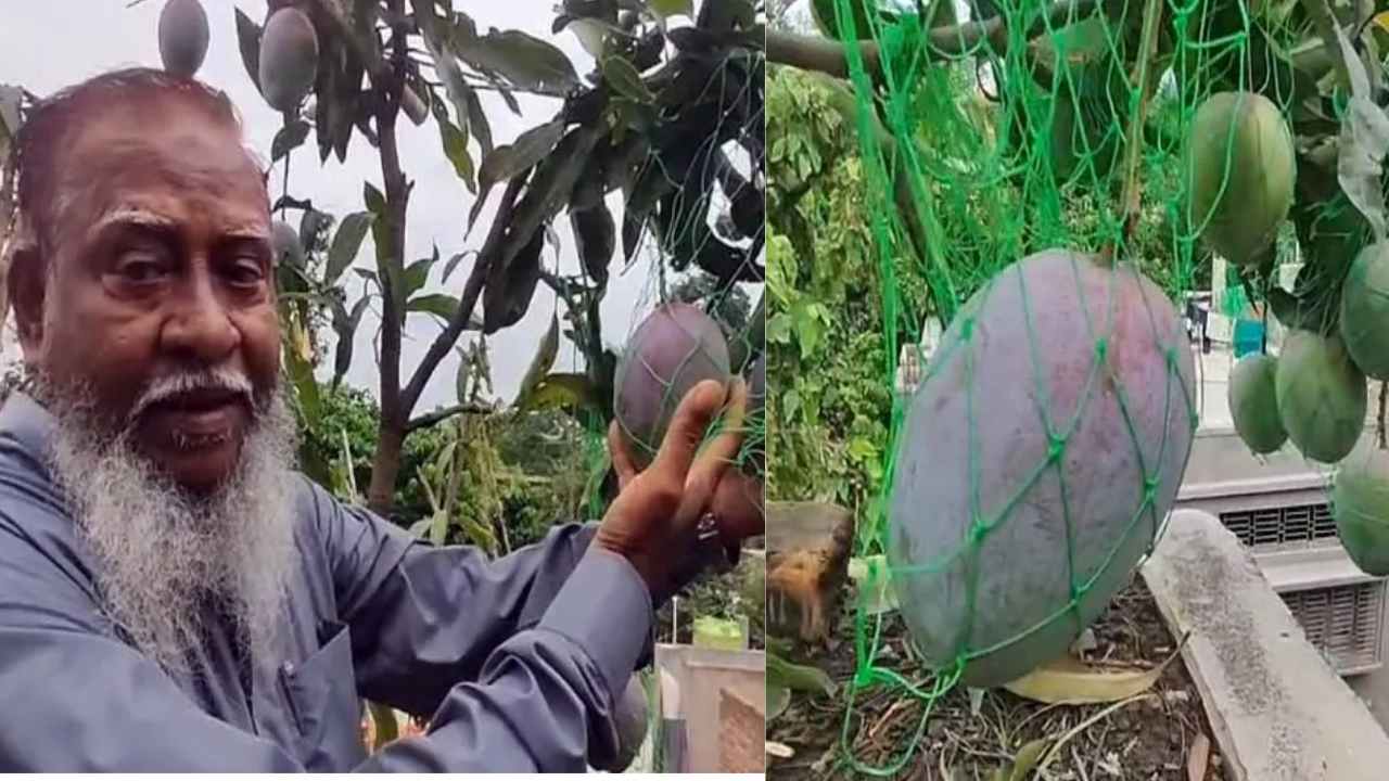Miyazaki Mango Growing in Rooftop Garden