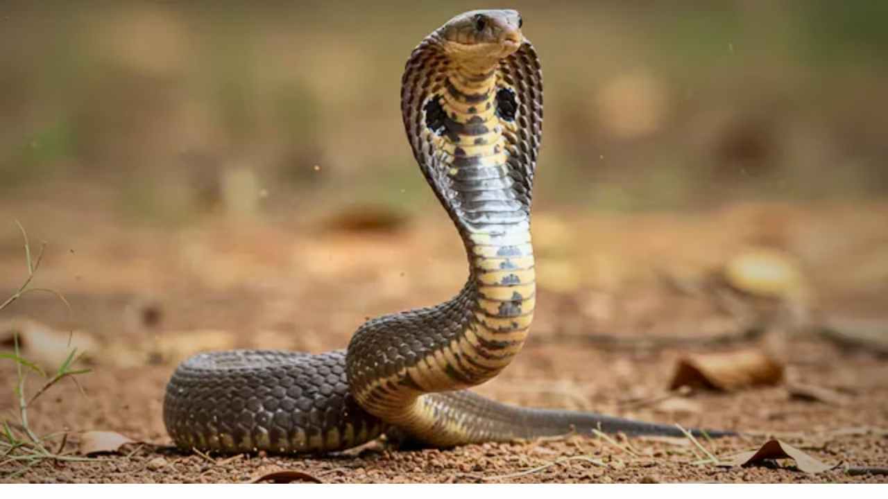 Snake