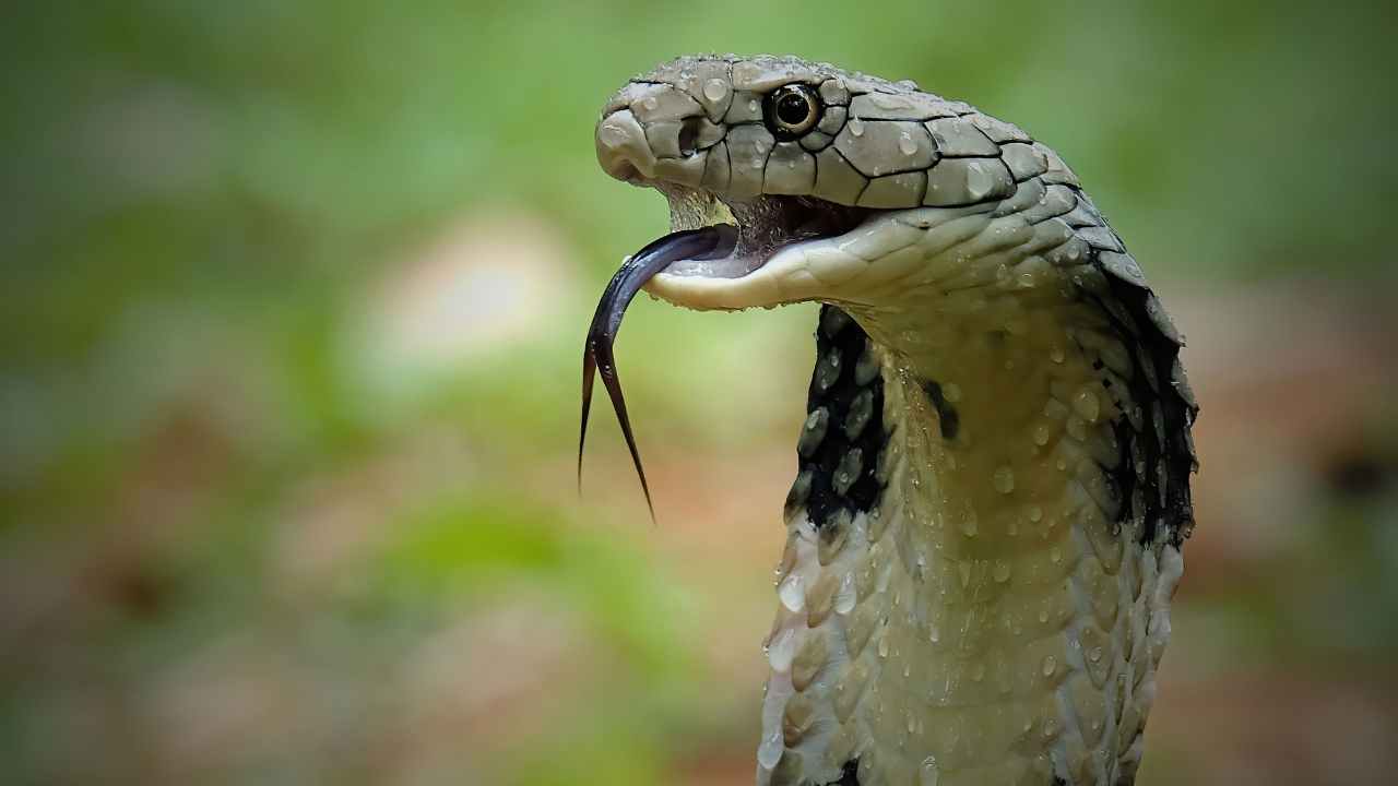 Snake