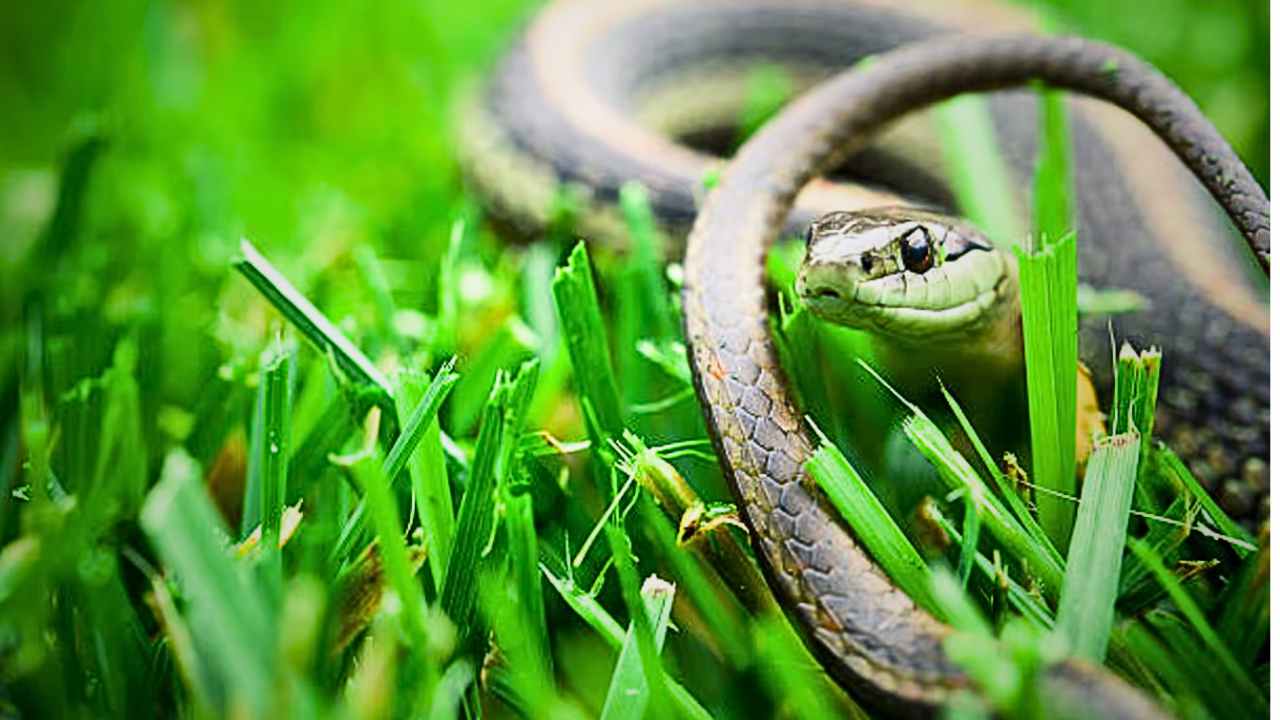 Snake in Garden