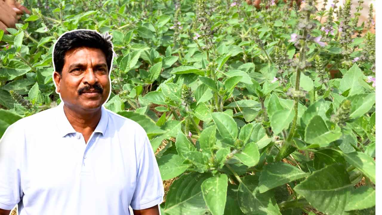Success Story of Tulsi Farmer Alok Pattnayak