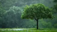 Tree Care Tips