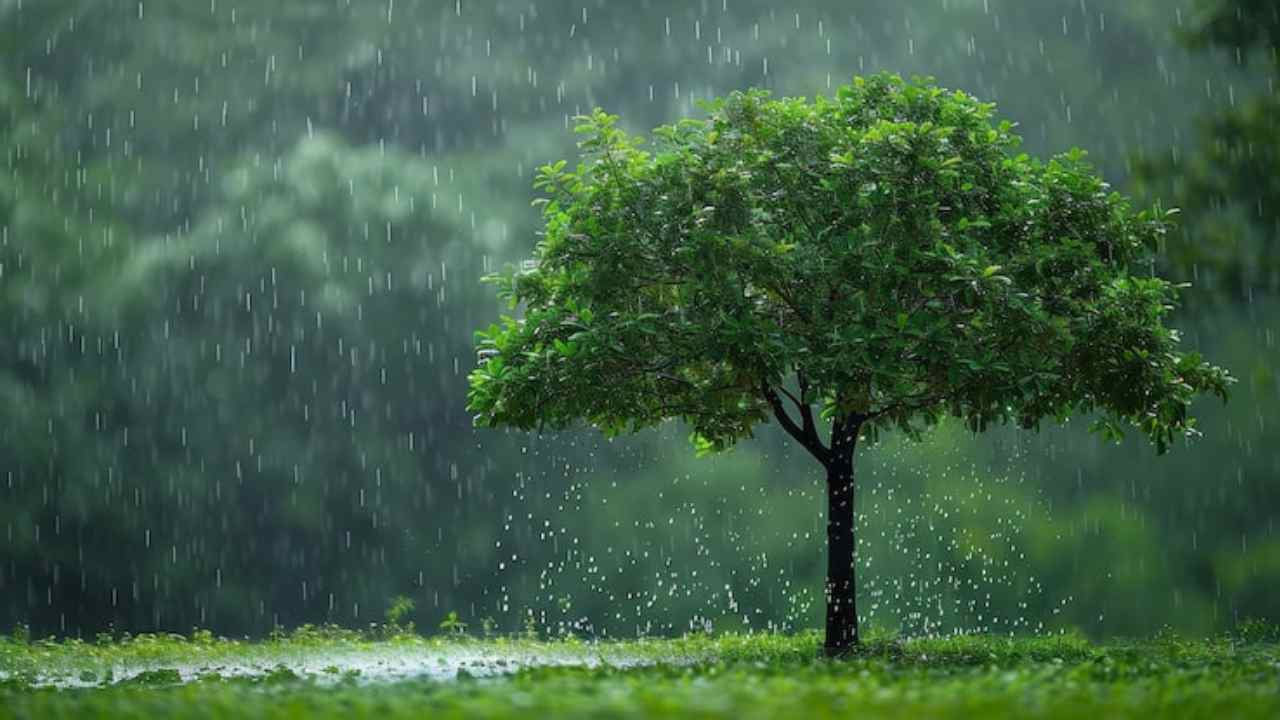 Tree Care Tips