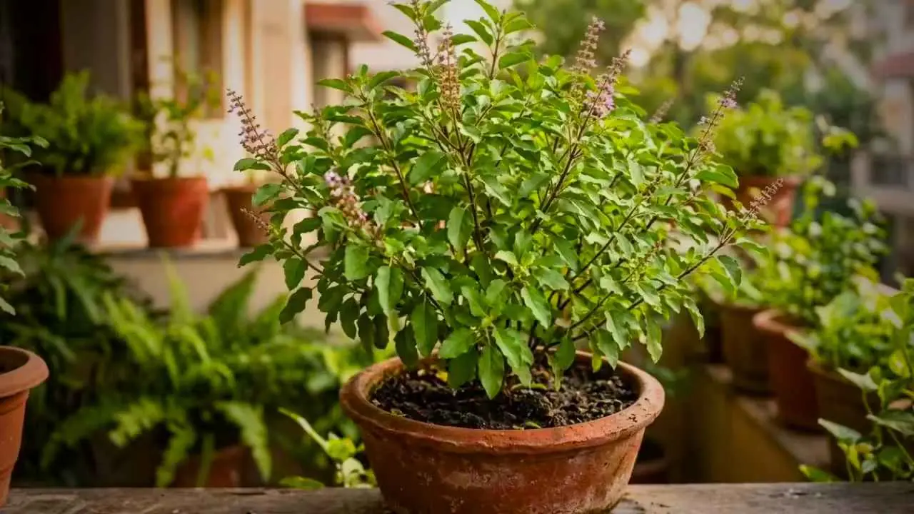 Tulsi Plant