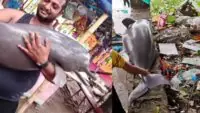 Viral Video of Ganges River Dolphin