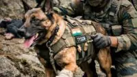 Army Dog Tyson
