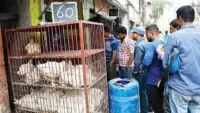 Chicken Price