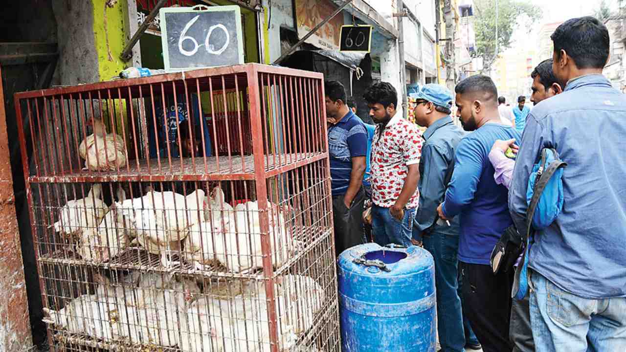 Chicken Price