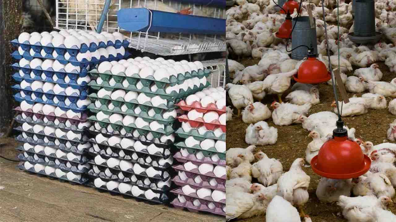 Egg price