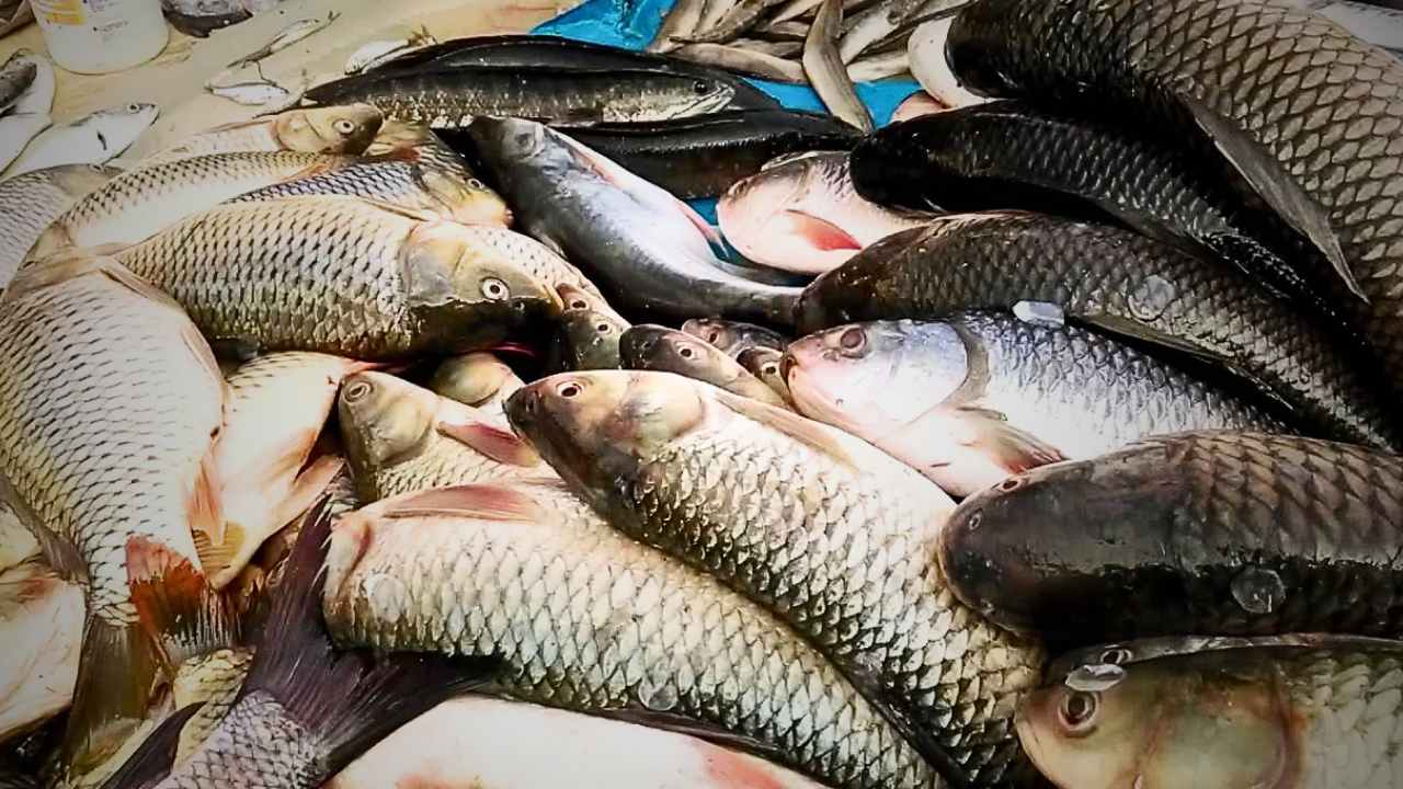 Formalin in fish