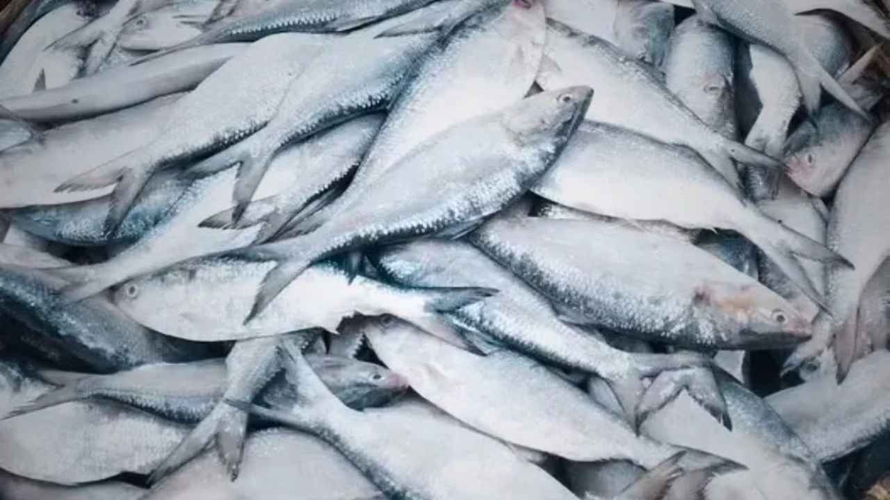 Fresh Ilish