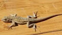 Get Rid Of Lizards