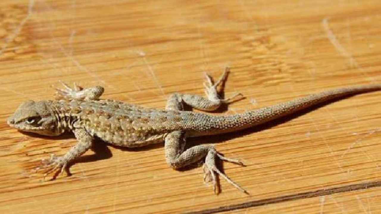 Get Rid Of Lizards