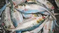 Ilish Fish