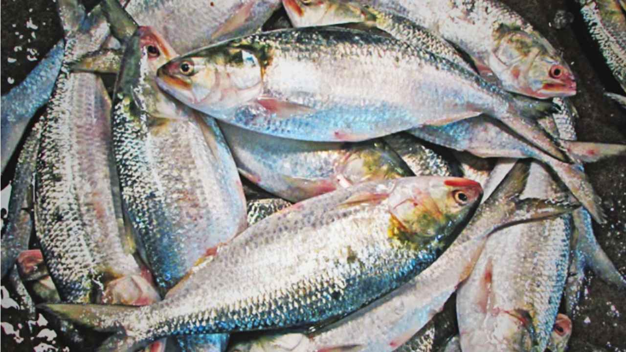 Ilish Fish