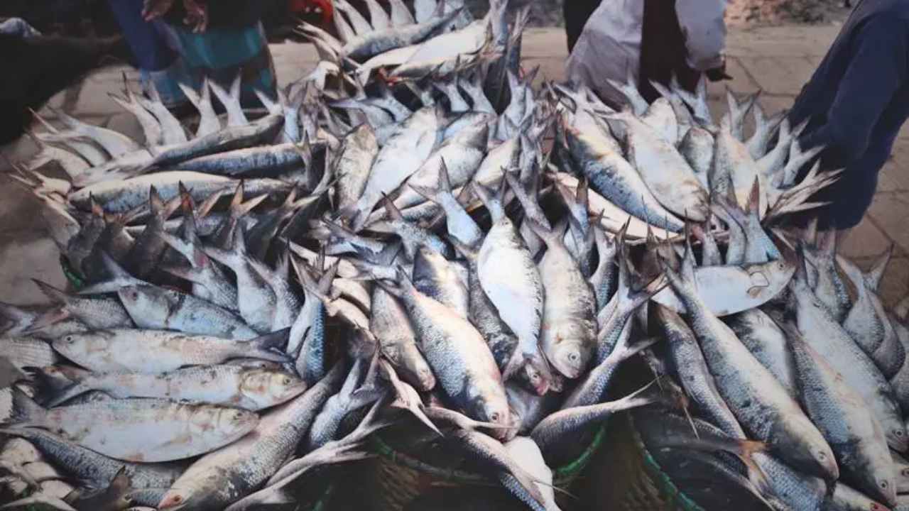 Ilish Fish