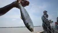 Ilish