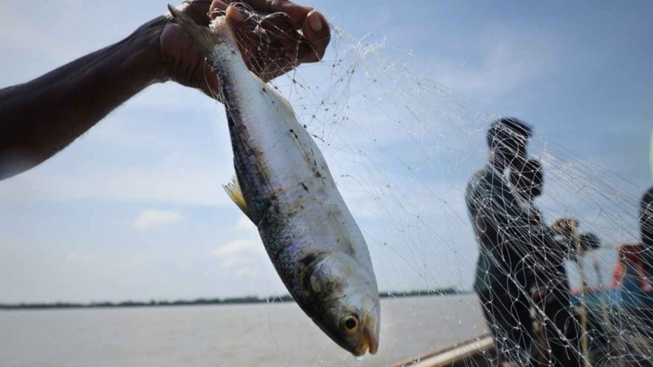 Ilish