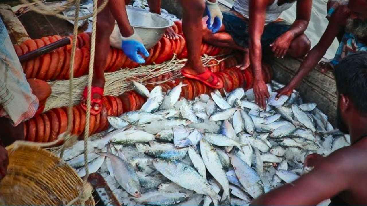 নিম্নচাপে শাপে বর! দিঘায় ইলিশের বন্যা বয়ে যাবে, কমতে পারে দামও
