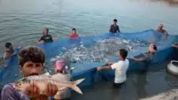 Ilish Hilsa Farming In pond