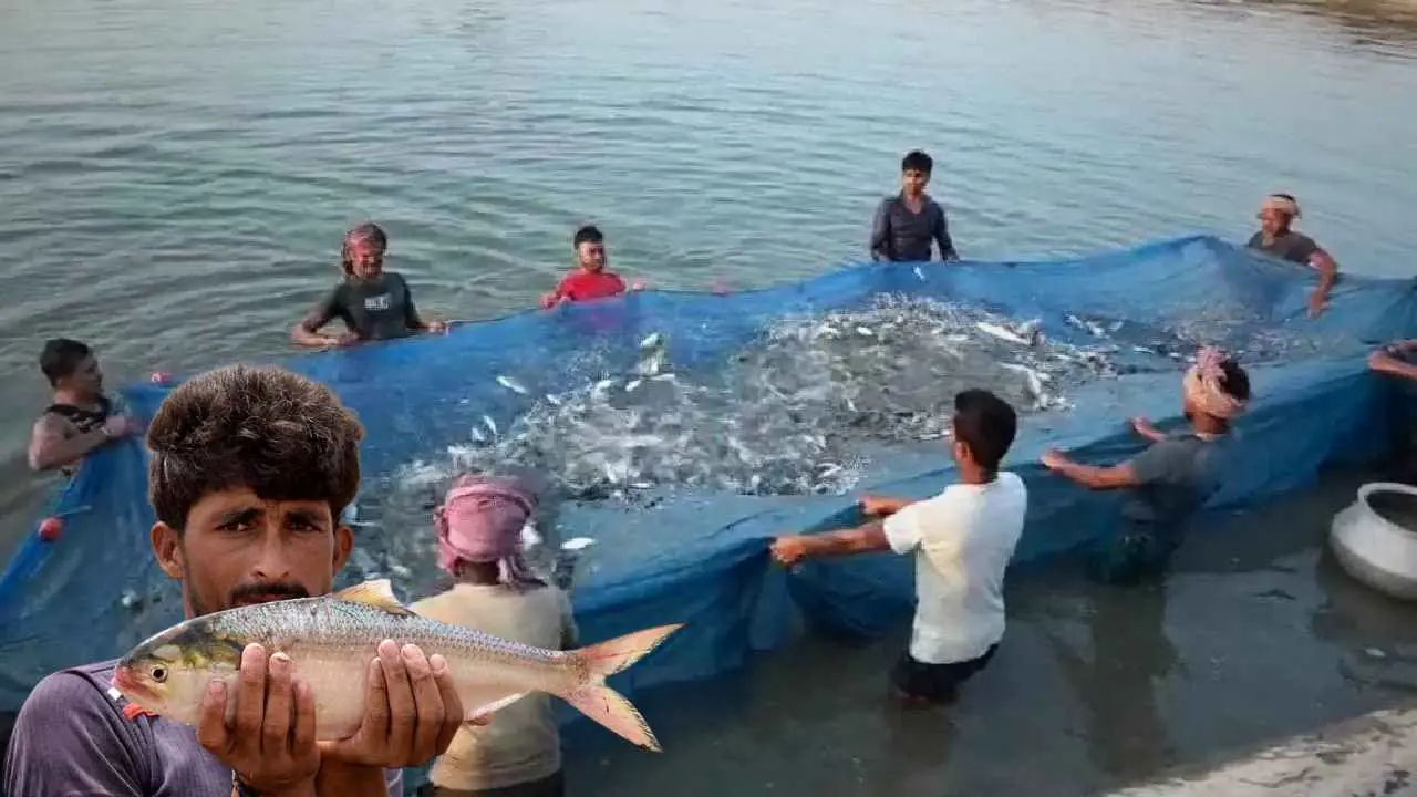 Ilish Hilsa Farming In pond
