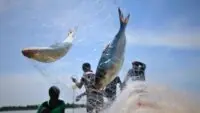 Ilish Price