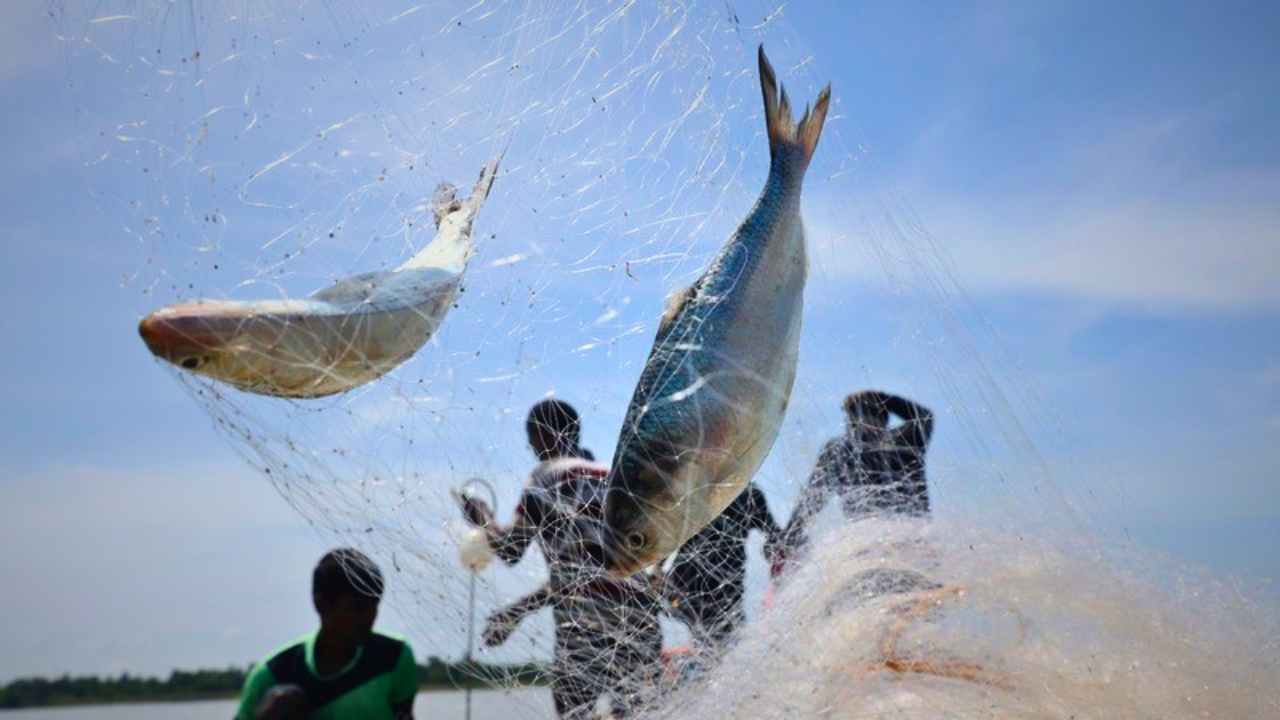 Ilish Price