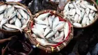 Ilish Prices