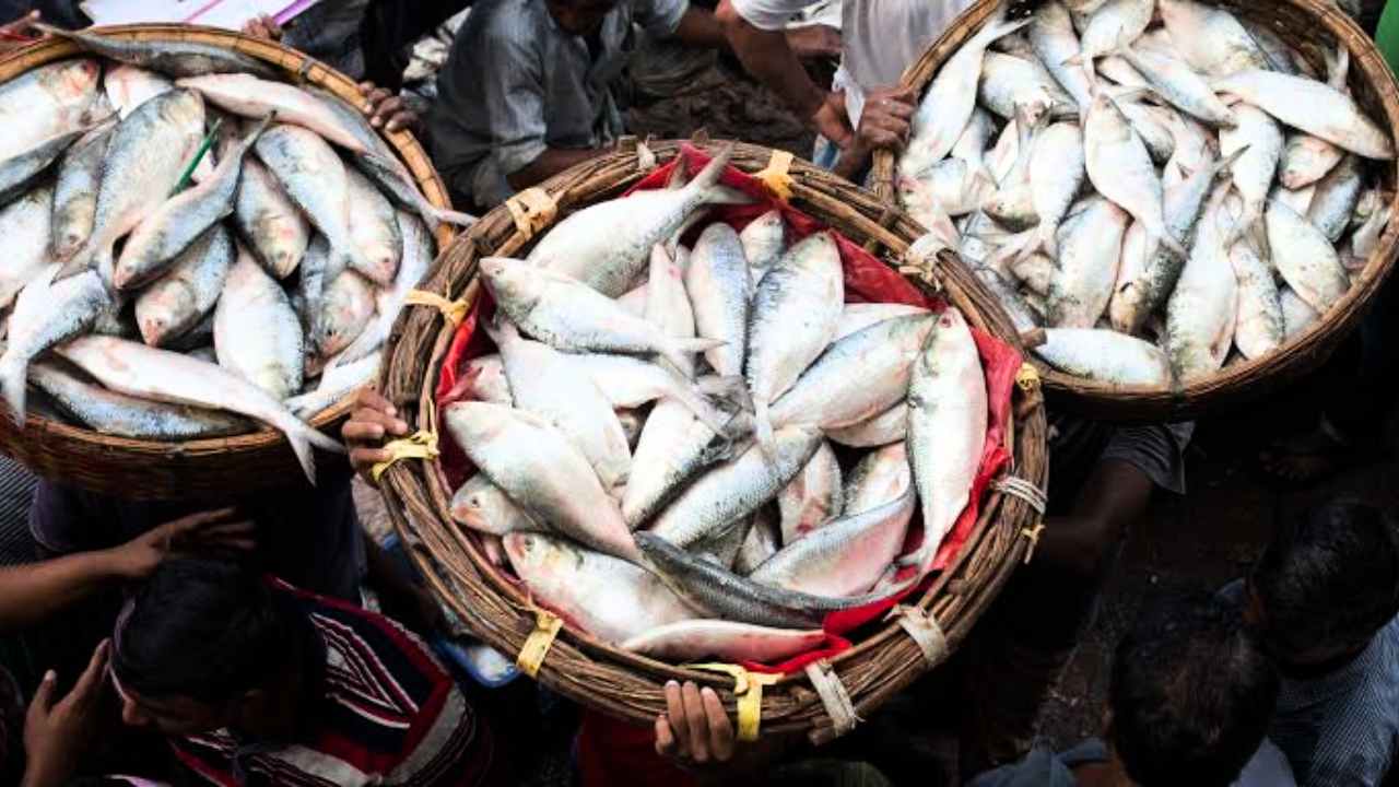যোগান বাড়তেই এক ধাক্কায় দাম কমলো ইলিশের, বাজারে কত করে মিলছে রূপোলি শস্য?