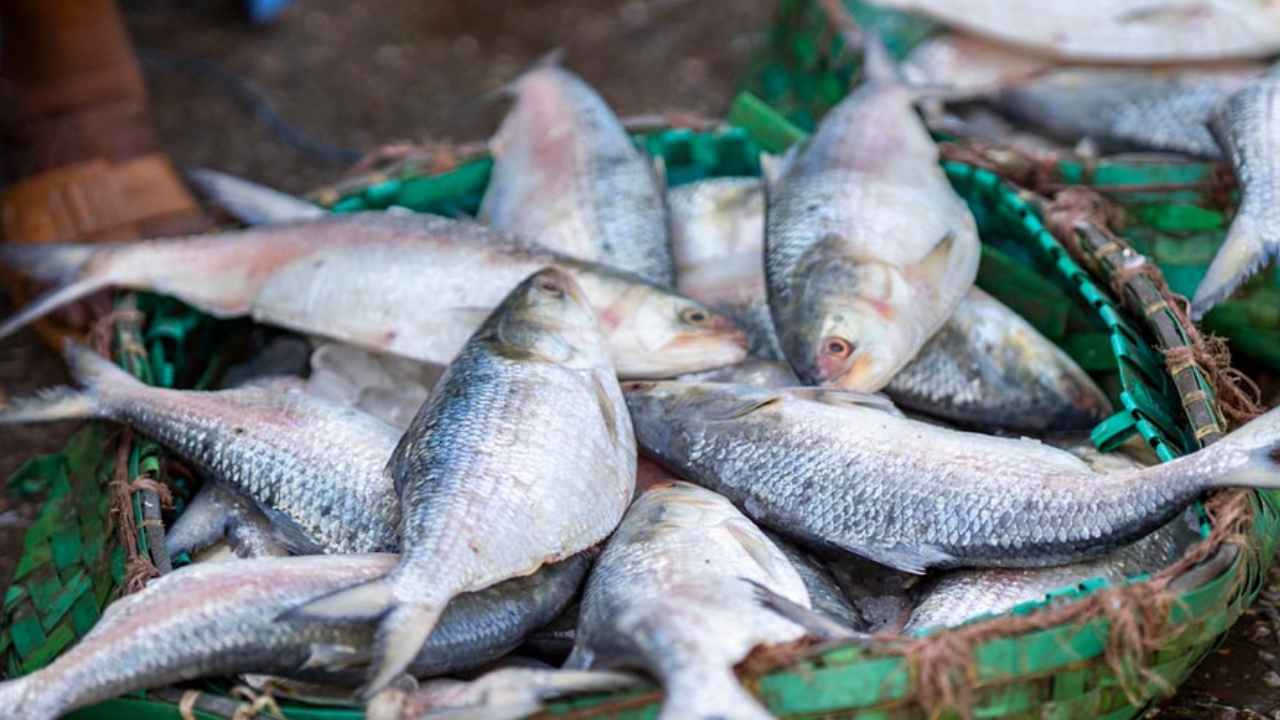 Ilish in Uttarpradesh