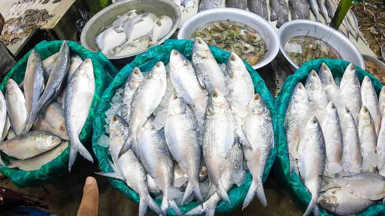 Kolaghat Ilish