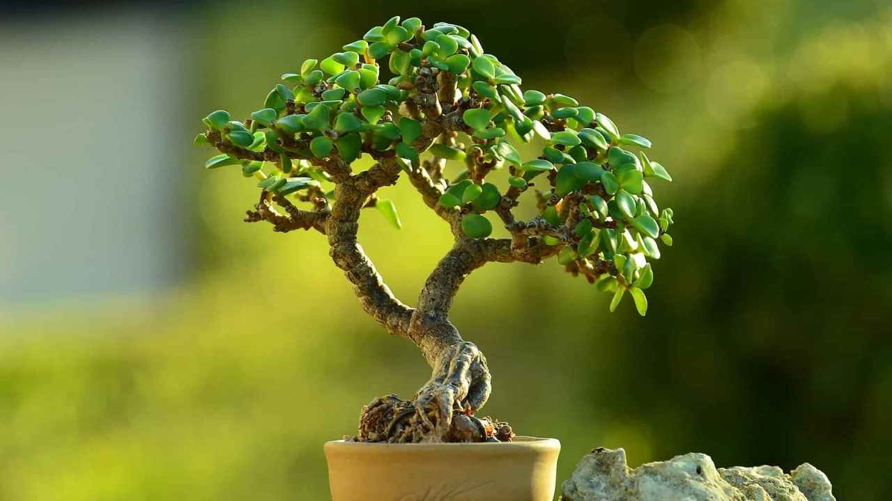 Jade Plant