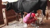 Milk Price Hike