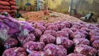 Onion Price