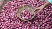 Onion Price