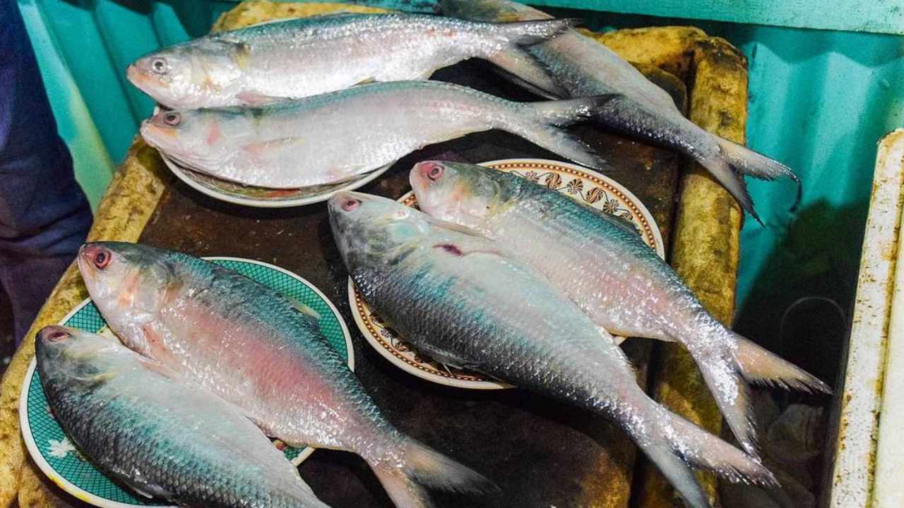 বাংলায় আসবে পদ্মার ইলিশ? বড় পদক্ষেপ রাজ্যের