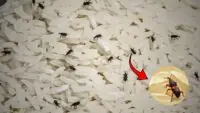 Protect rice from weevils