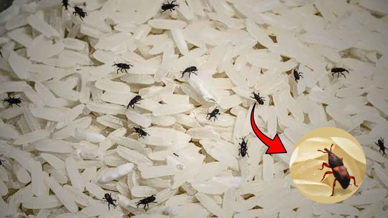 Protect rice from weevils