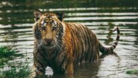 Royal Bengal Tiger