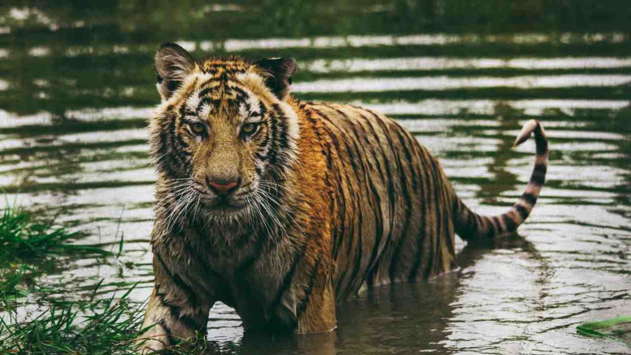 Royal Bengal Tiger